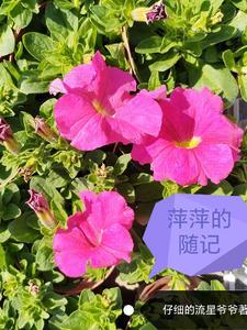 萍萍的生活分享